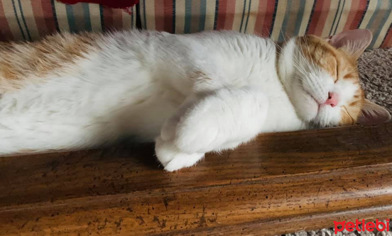 Sarman, Kedi  Hayal fotoğrafı