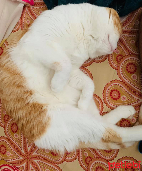 Sarman, Kedi  Hayal fotoğrafı