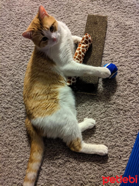 Sarman, Kedi  Hayal fotoğrafı