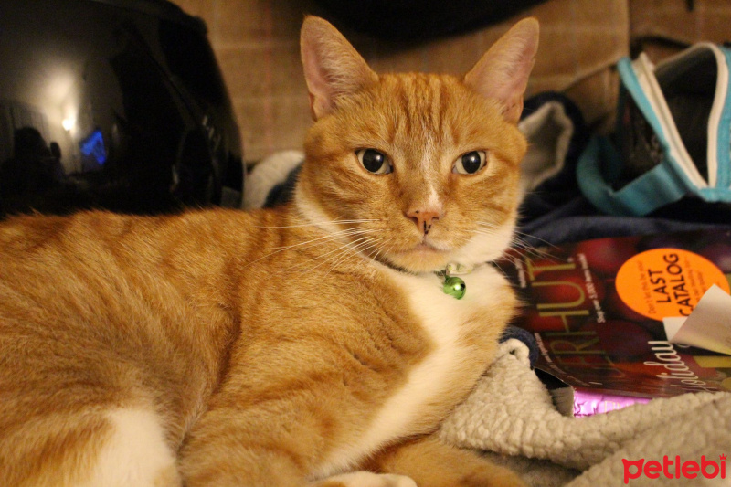 Sarman, Kedi  Aslan fotoğrafı