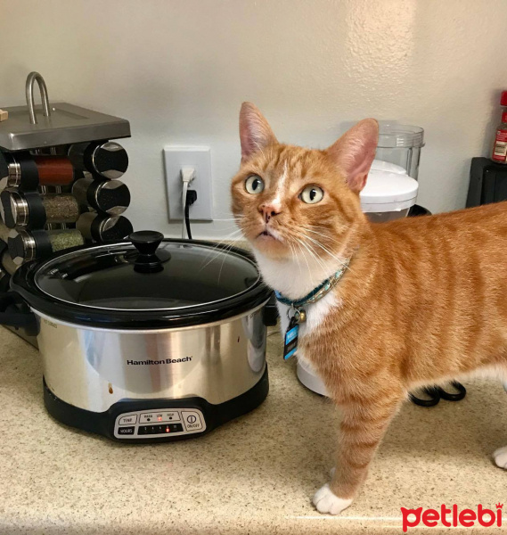 Sarman, Kedi  Aslan fotoğrafı