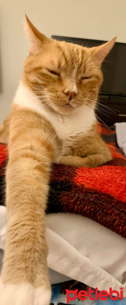 Sarman, Kedi  Aslan fotoğrafı