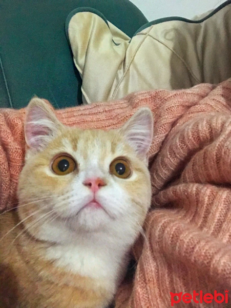 British Shorthair, Kedi  Badem fotoğrafı