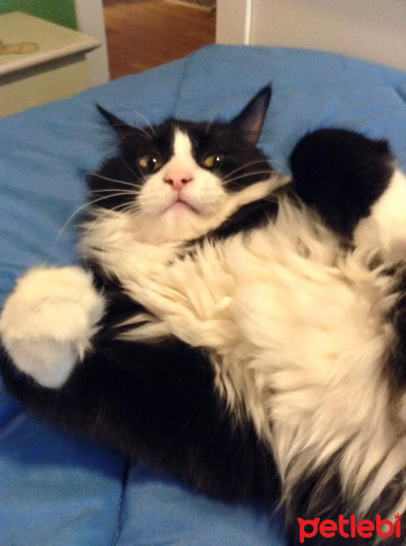 Tuxedo (Smokin) Kedi, Kedi  Çilek fotoğrafı