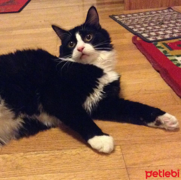 Tuxedo (Smokin) Kedi, Kedi  Çilek fotoğrafı