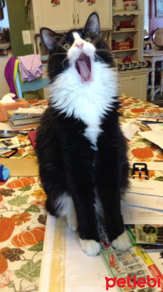 Tuxedo (Smokin) Kedi, Kedi  Çilek fotoğrafı