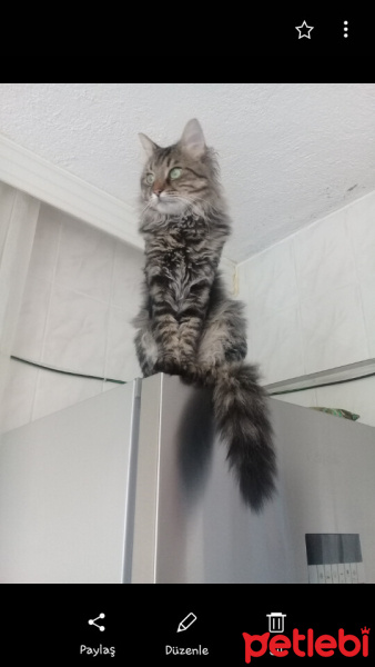 Tekir Kedi, Kedi  EKREM fotoğrafı