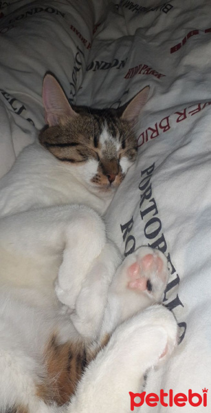 Bengal, Kedi  Miri fotoğrafı