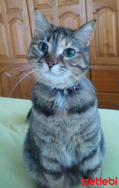 Tekir Kedi, Kedi  Mina fotoğrafı