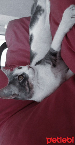 Tekir Kedi, Kedi  Azman fotoğrafı