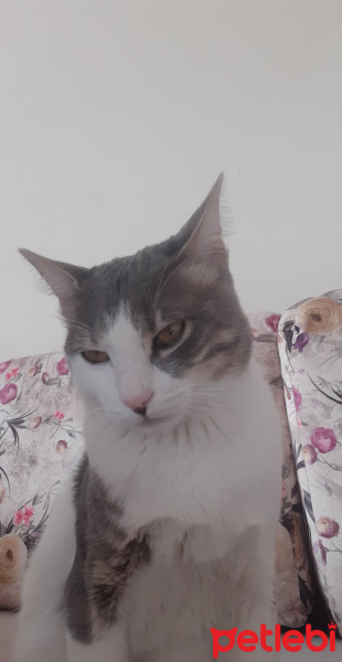 Tekir Kedi, Kedi  Azman fotoğrafı