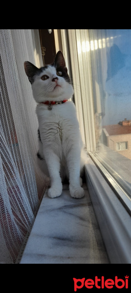 Tuxedo (Smokin) Kedi, Kedi  Korsan fotoğrafı