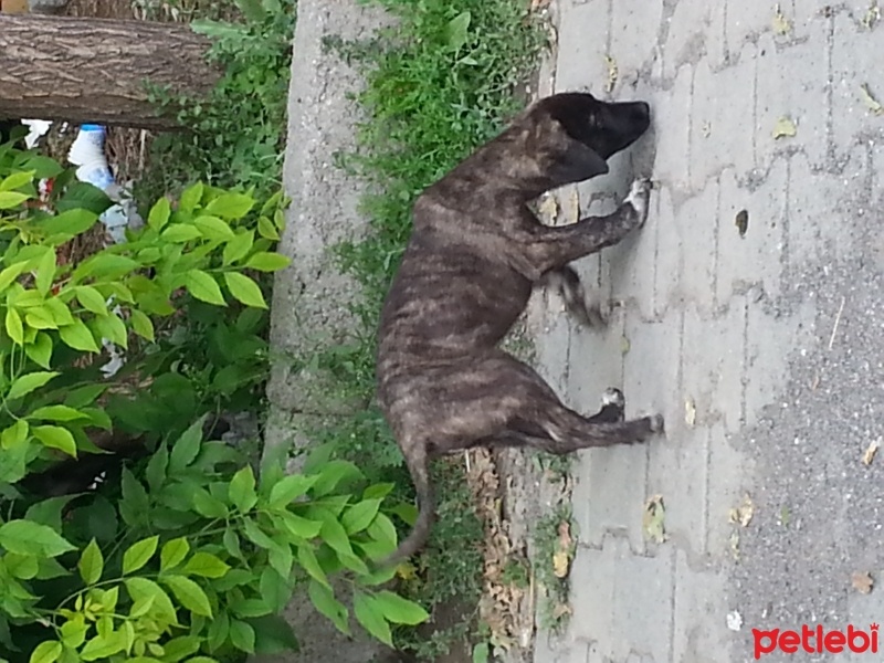 Kars Çoban Köpeği, Köpek  Dostlar fotoğrafı