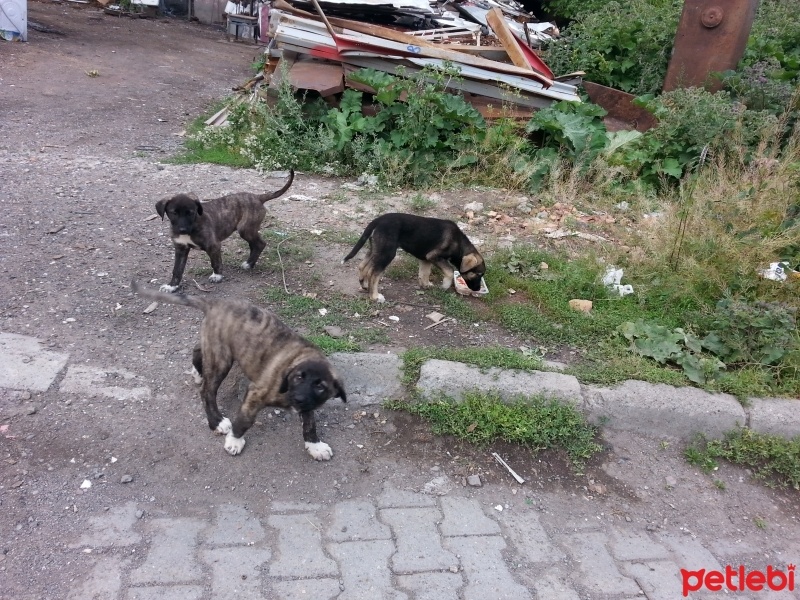 Kars Çoban Köpeği, Köpek  Dostlar fotoğrafı