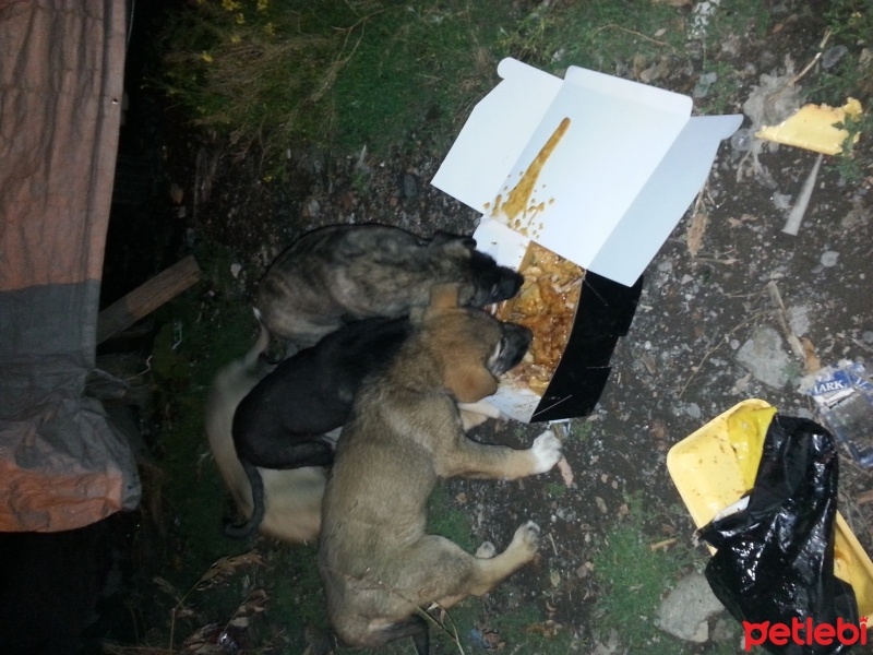 Kars Çoban Köpeği, Köpek  Dostlar fotoğrafı