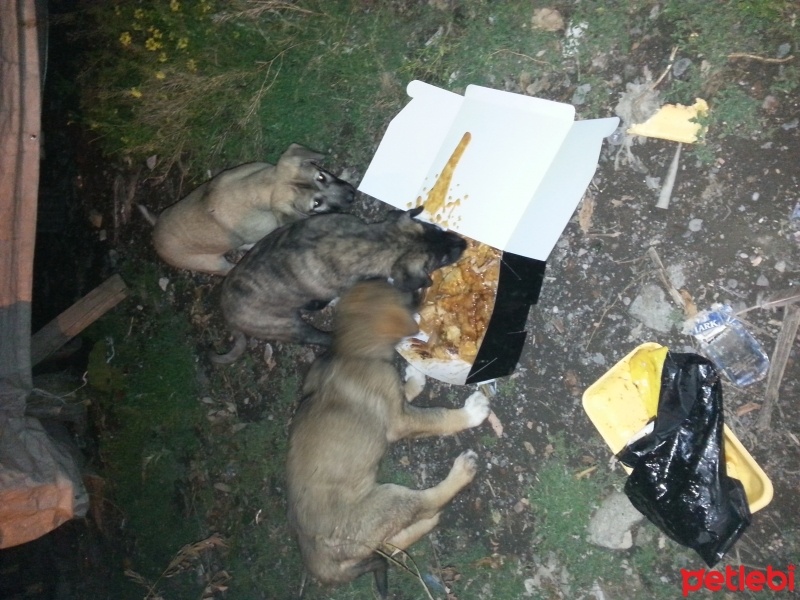 Kars Çoban Köpeği, Köpek  Dostlar fotoğrafı