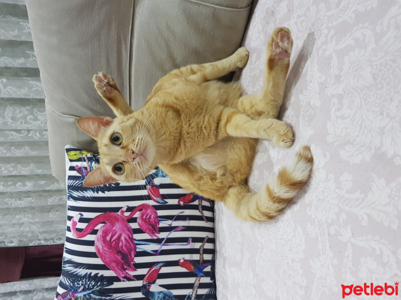 Sarman, Kedi  Saruman fotoğrafı