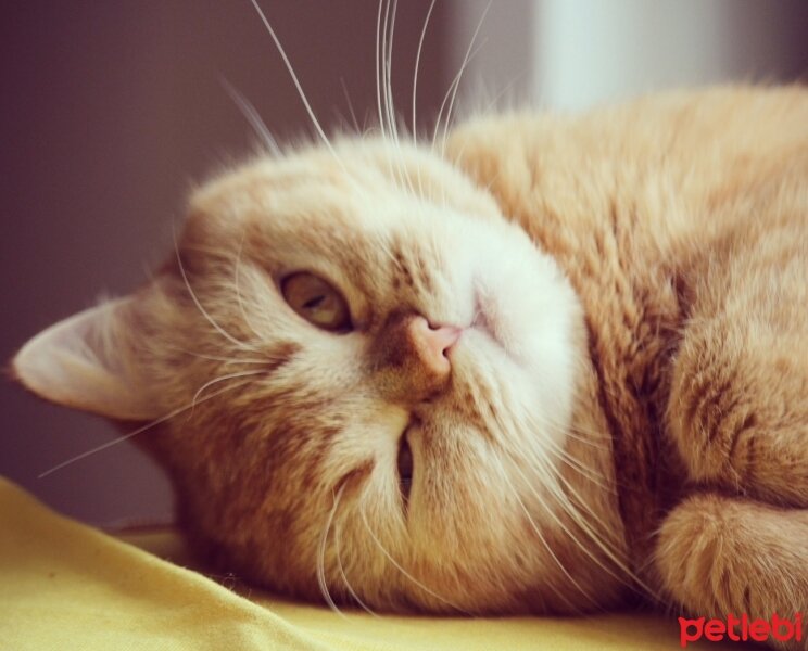 British Shorthair, Kedi  Turta fotoğrafı