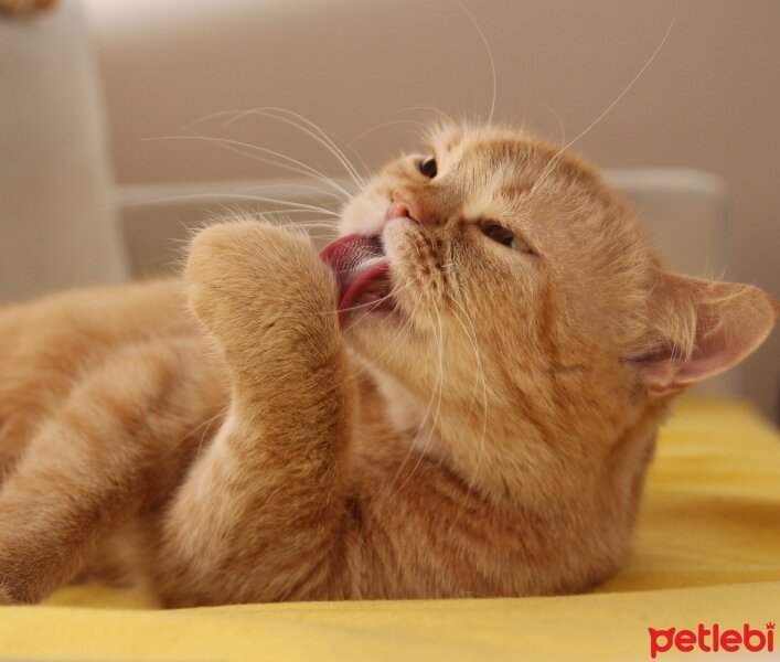 British Shorthair, Kedi  Turta fotoğrafı