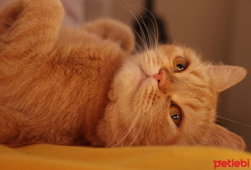 British Shorthair, Kedi  Turta fotoğrafı