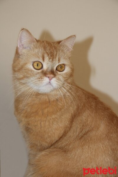 British Shorthair, Kedi  Turta fotoğrafı