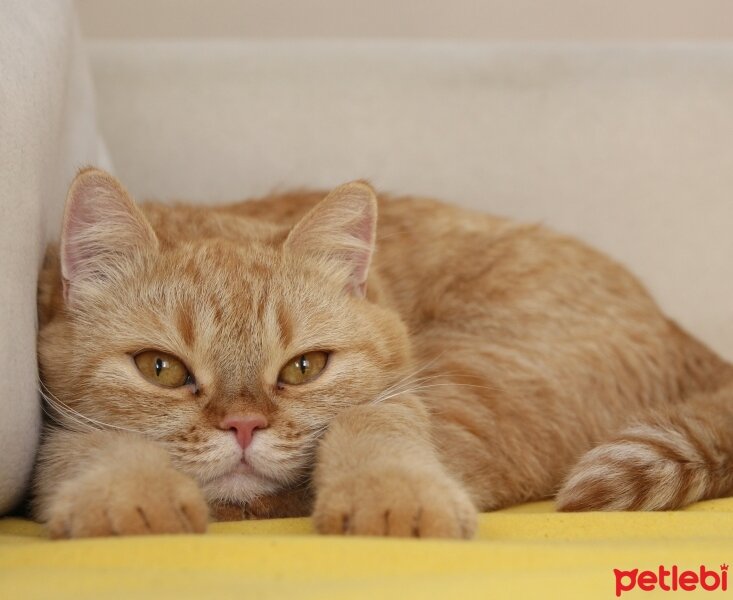 British Shorthair, Kedi  Turta fotoğrafı