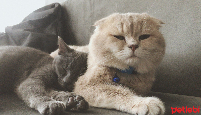 Scottish Fold, Kedi  Ceku fotoğrafı