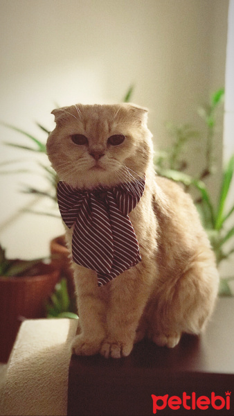 Scottish Fold, Kedi  Ceku fotoğrafı