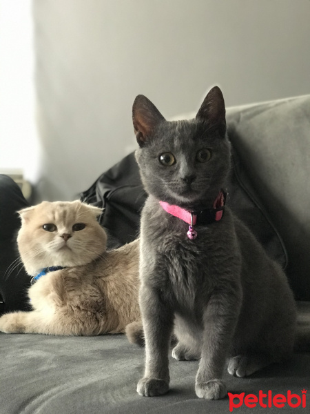 Scottish Fold, Kedi  Ceku fotoğrafı