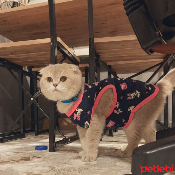 Scottish Fold, Kedi  Ceku fotoğrafı