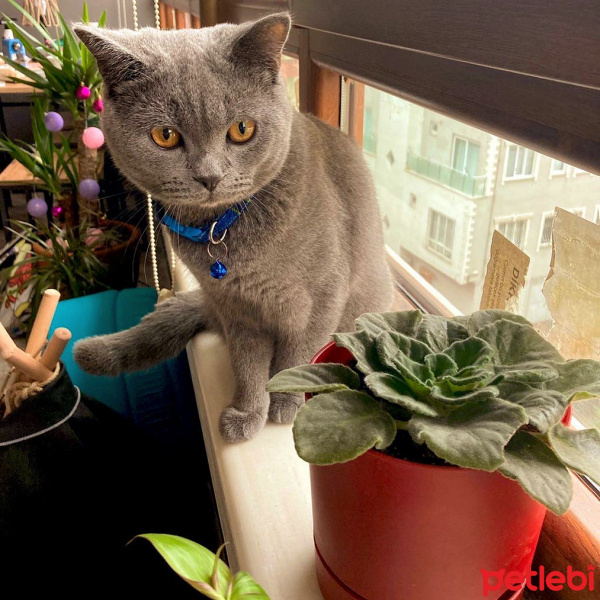 Scottish Fold, Kedi  Ceku fotoğrafı