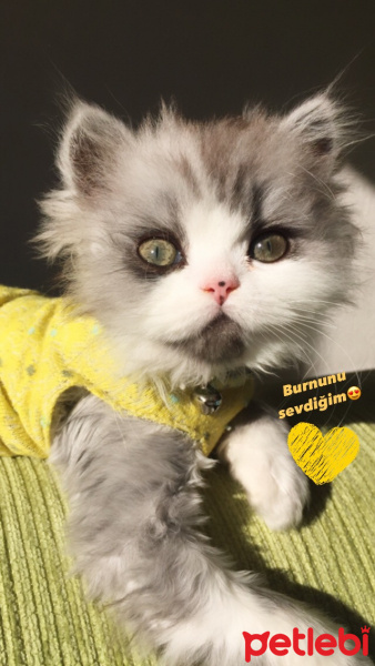 Chinchilla, Kedi  Ricky & Alvin fotoğrafı