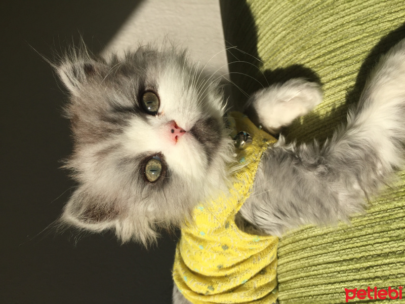 Chinchilla, Kedi  Ricky & Alvin fotoğrafı