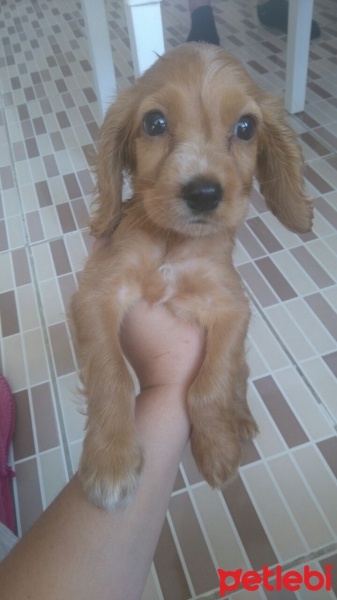 İngiliz Cocker Spaniel, Köpek  Bal fotoğrafı