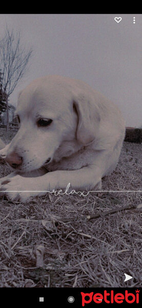 Labrador Retriever, Köpek  Max fotoğrafı