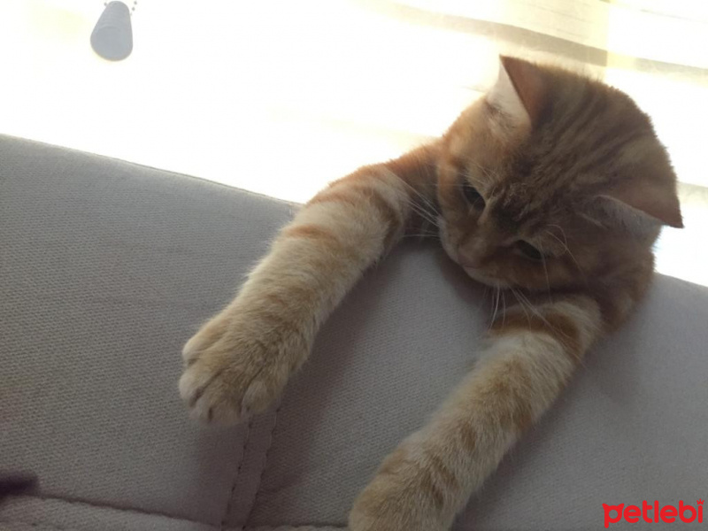 Sarman, Kedi  DOBİT fotoğrafı