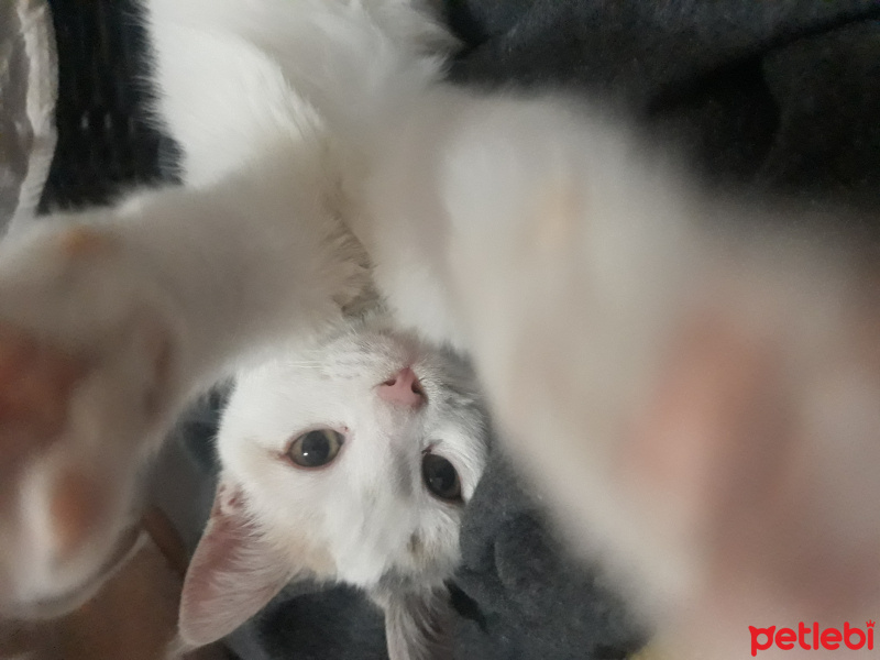 Tekir Kedi, Kedi  Pufi fotoğrafı