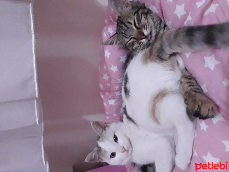 Tekir Kedi, Kedi  Pufi fotoğrafı