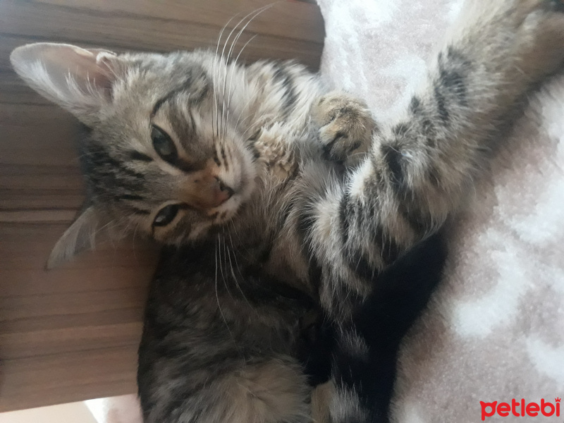 Tekir Kedi, Kedi  Pufi fotoğrafı