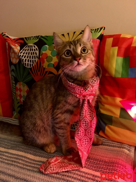 Tekir Kedi, Kedi  Mişa fotoğrafı