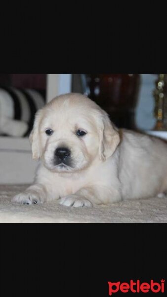 Golden Retriever, Köpek  pitircik fotoğrafı