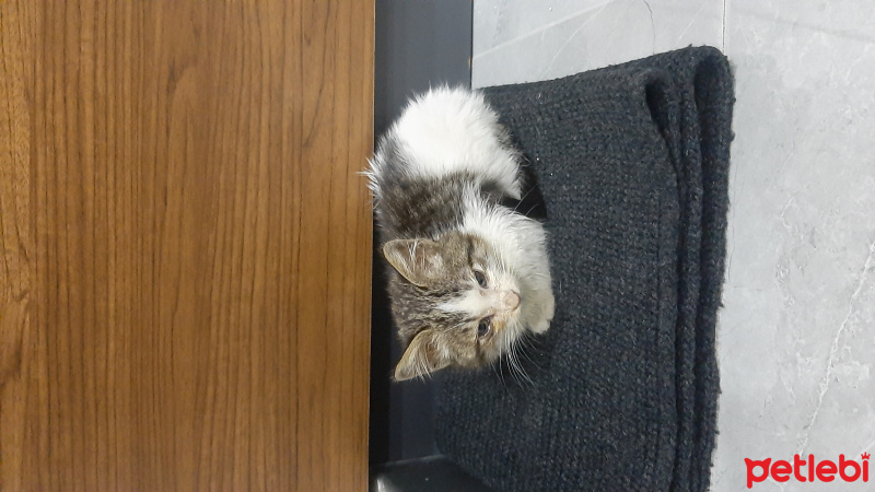 Tekir Kedi, Kedi  Yoda fotoğrafı