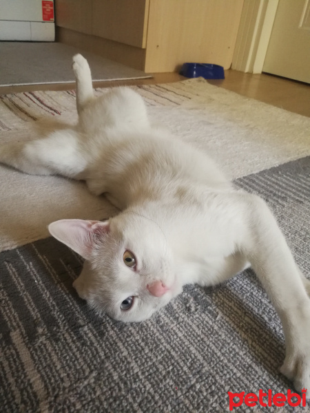 Van Kedisi, Kedi  Wandam fotoğrafı