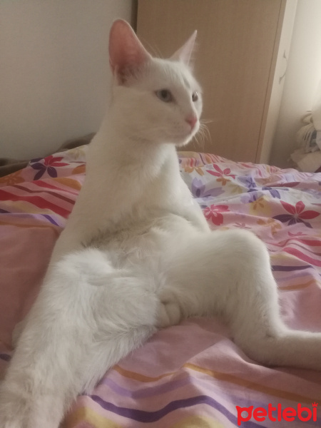 Van Kedisi, Kedi  Wandam fotoğrafı