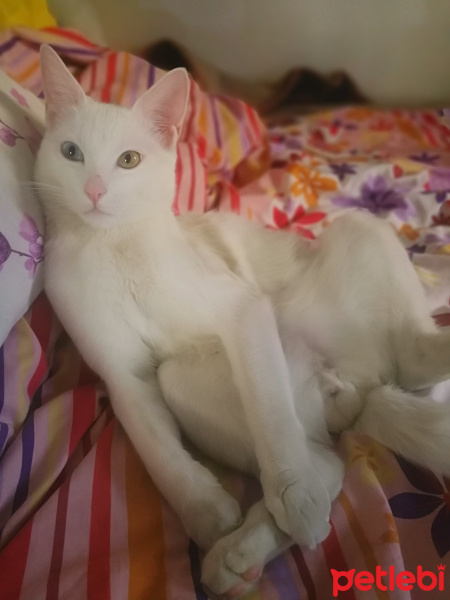 Van Kedisi, Kedi  Wandam fotoğrafı