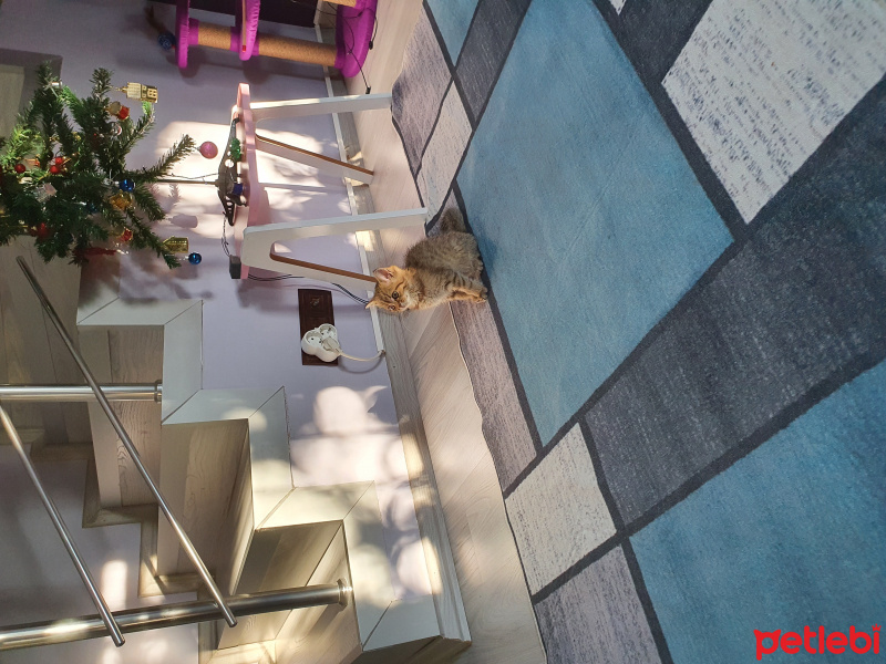 Tekir Kedi, Kedi  Cookie fotoğrafı