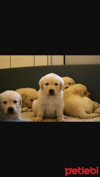 Golden Retriever, Köpek  pitircik fotoğrafı