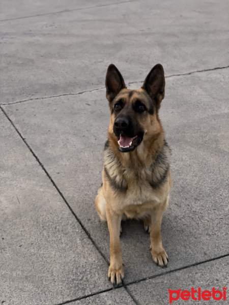 Alman Çoban Köpeği, Köpek  Daisy fotoğrafı