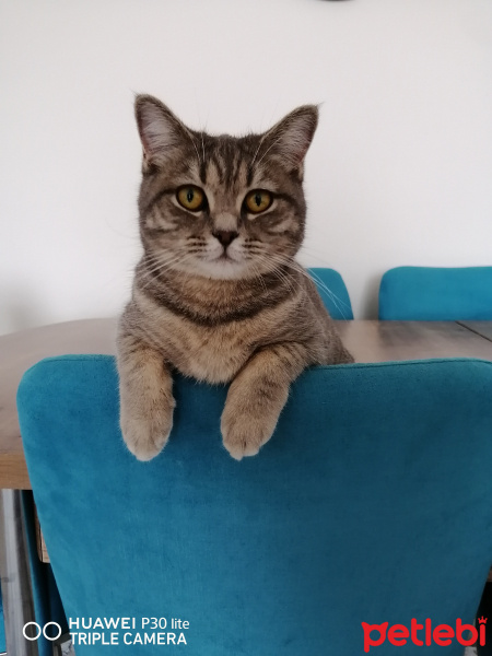 British Shorthair, Kedi  Handan fotoğrafı