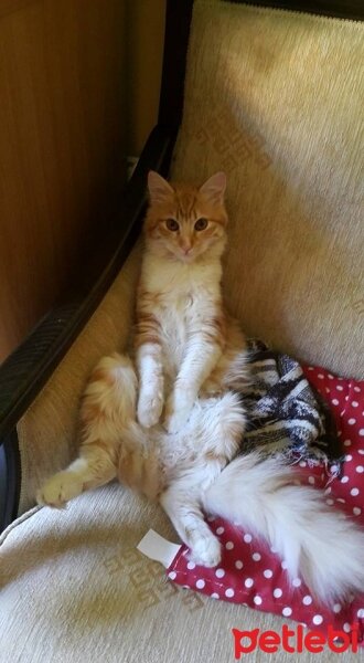 Maine Coon, Kedi  Queen fotoğrafı